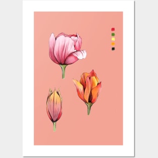 Tulips Posters and Art